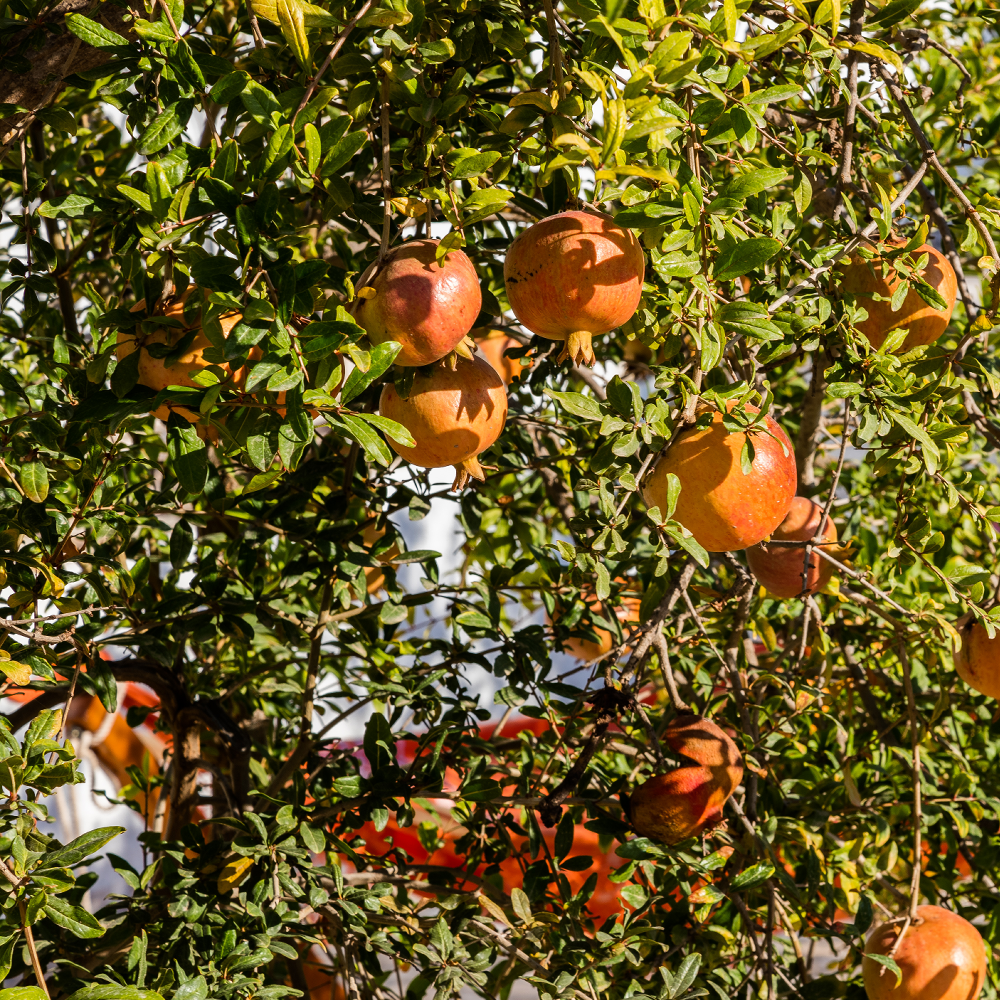 Spanish Orange Tree